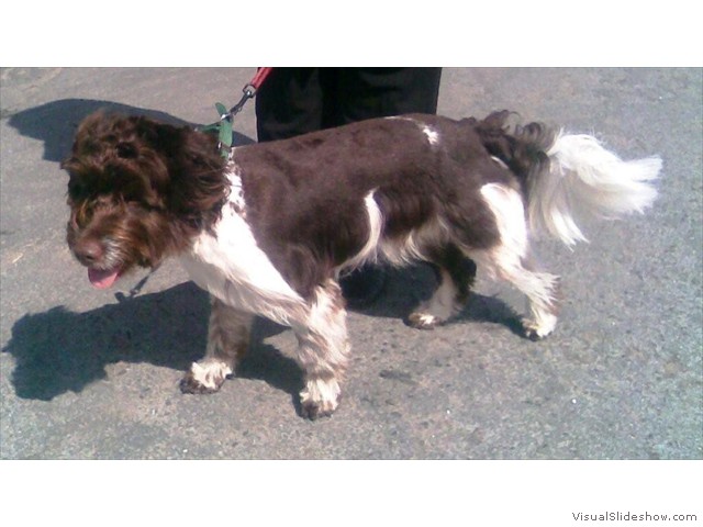 Amazing Alfie, Tibetan Terrier x Springer