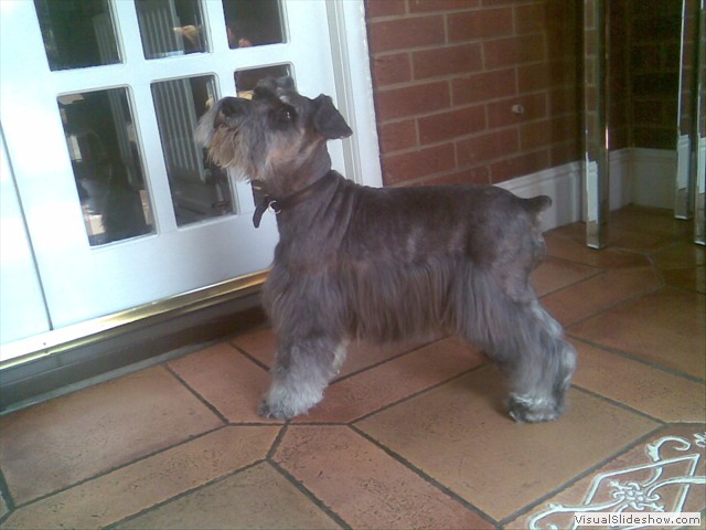 Beautiful Bradley, sadly missed x