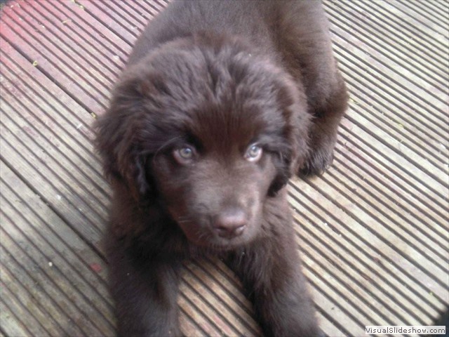 Bradley Newfoundland at 12 weeks, one of our lovely pups