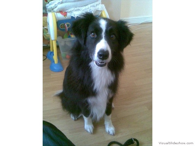 Lovely Collie Ruby