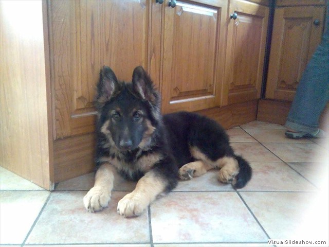 Tom, long coat shepherd, 12 weeks