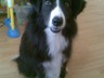 Lovely Collie Ruby